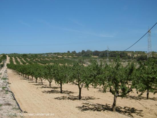  FINCA RUSTICA CON POZO DE AGUA ABUNDANTE, BALSA, CASETA Y LUZ DE RED - CASTELLON 