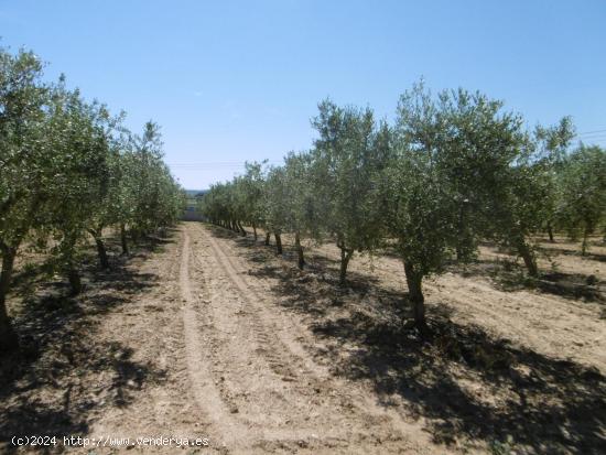 FINCA RUSTICA CON POZO DE AGUA ABUNDANTE, BALSA, CASETA Y LUZ DE RED - CASTELLON