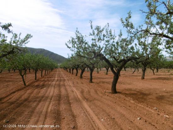 TERRENO RUSTICO CON CULTIVO DE ALMENDROS EN PLENA PRODUCCION - CASTELLON