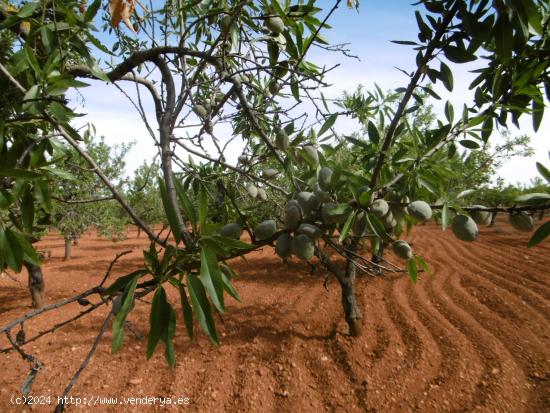 TERRENO RUSTICO CON CULTIVO DE ALMENDROS EN PLENA PRODUCCION - CASTELLON