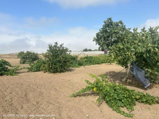 TERRENO CERCANO A PINAR DE LA VILLA, CON NAVE DE 80 METROS - CADIZ