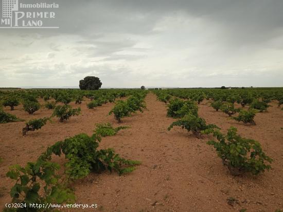 Se venden 1,5 hectareas de viña de secano junto a la carretera de La Solana Argamasilla de Alba - C