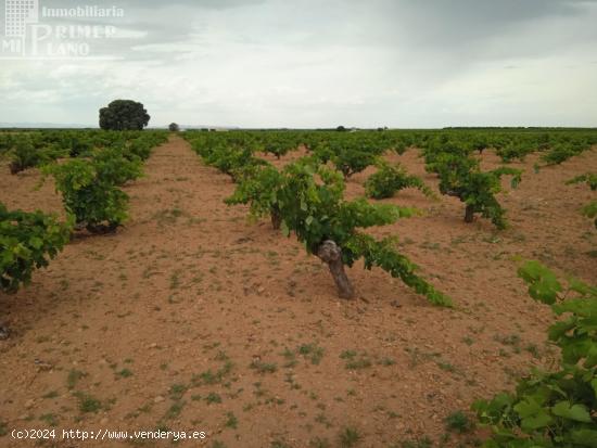 Se venden 1,5 hectareas de viña de secano junto a la carretera de La Solana Argamasilla de Alba - C