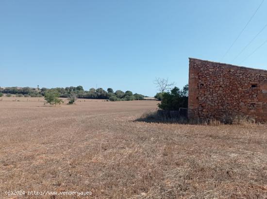 FINCA RÚSTICA CON LICENCIA EN TRÁMITE - BALEARES