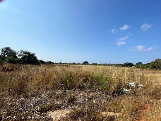 Finca rústica en zona de Ses Salines con proyecto de edificación - BALEARES