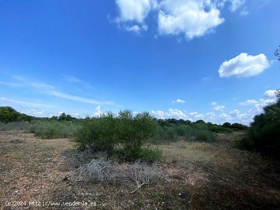 Finca rústica en zona de Ses Salines con proyecto de edificación - BALEARES