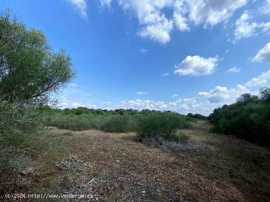 Finca rústica en zona de Ses Salines con proyecto de edificación - BALEARES