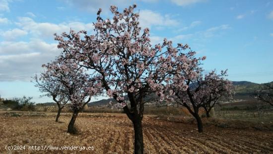 PARCELA HONDON DE LAS NIEVES - ALICANTE