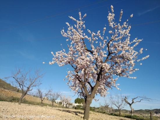 PARCELA HONDON DE LAS NIEVES - ALICANTE