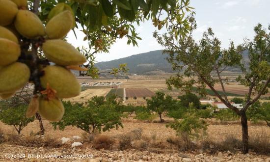 parcela hondon de las nieves - ALICANTE