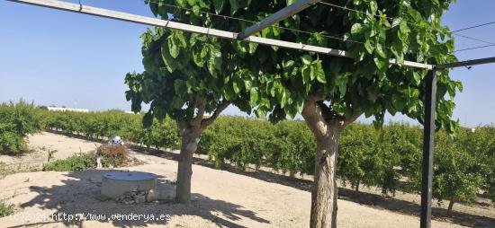  VENDO TERRENO CON PLANTACION DE GRANADO EN COCECHA !! - ALICANTE 