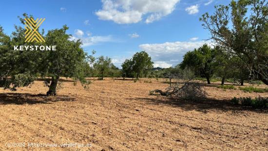 Terreno Urbanizable en Porreres - BALEARES