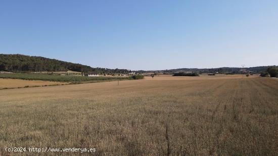 Terreno con licencia en Maria de la Salud - BALEARES