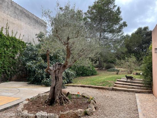 SOLAR URBANO EN SENCELLES. - BALEARES