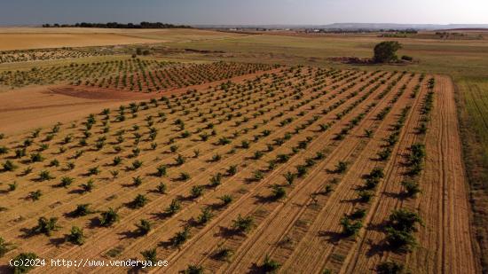  Sumérgete en la Pasión Vinícola: Adquiere tu Propio Viñedo en Moraleja del Vino - ZAMORA 