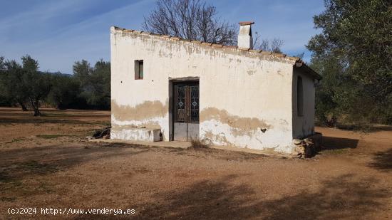 finca rústica de olivos con caseta de campo - TARRAGONA