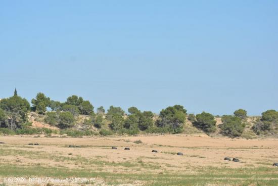 Finca rústica de 20,7 Ha. en Murcia en la pedanía de Gea y Truyols. Gran bajada de precio. - MURCI