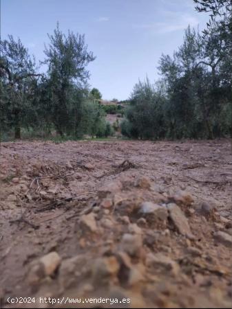 Terreno rústico con Oliveras arbequina - TARRAGONA