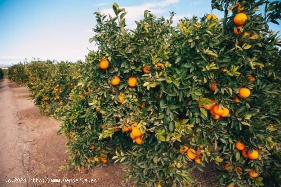 CAMPO DE NARANJOS EN PRODUCCIÓN - VALENCIA