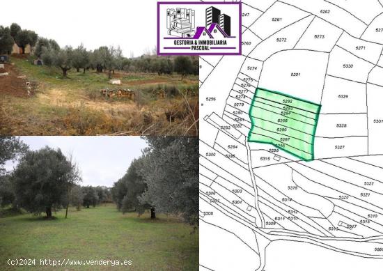 SE VENDEN  Parcelas de regadío en Paraje Val de Hueso - Alcañiz (Teruel). Ref.TR01122023 - TERUEL