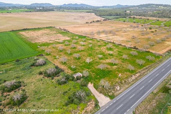 Terreno rústico edificable entre Porto Cristo y Manacor - BALEARES