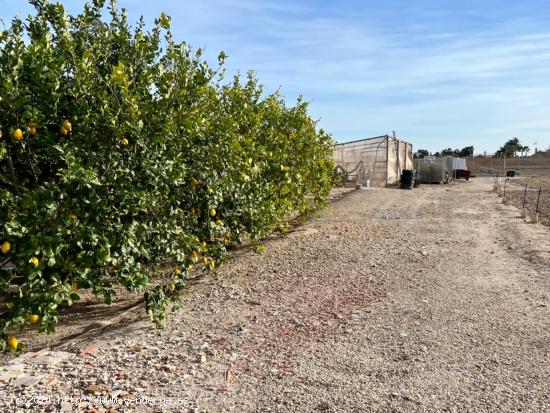 FINCA RURAL A UN PASO DE LA CIUDAD DE ELCHE - ALICANTE