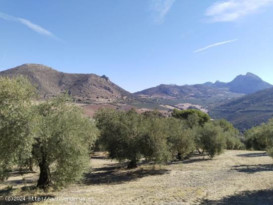 ¡SE VENDE FINCA RÚSTICA DE OLIVAR EN LA COMARCA DE ANTEQUERA! - MALAGA