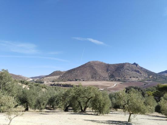 ¡SE VENDE FINCA RÚSTICA DE OLIVAR EN LA COMARCA DE ANTEQUERA! - MALAGA