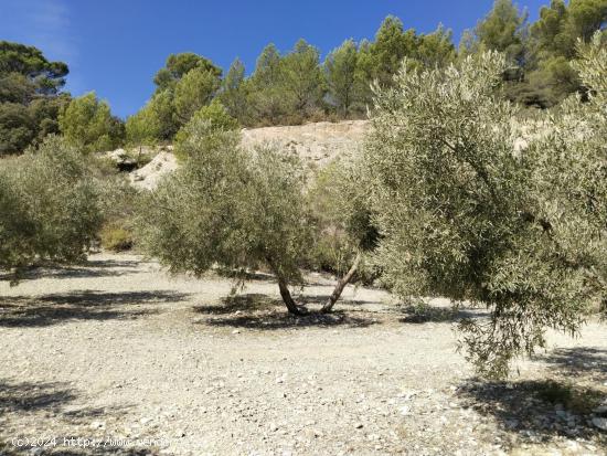 ¡SE VENDE FINCA RÚSTICA DE OLIVAR EN LA COMARCA DE ANTEQUERA! - MALAGA