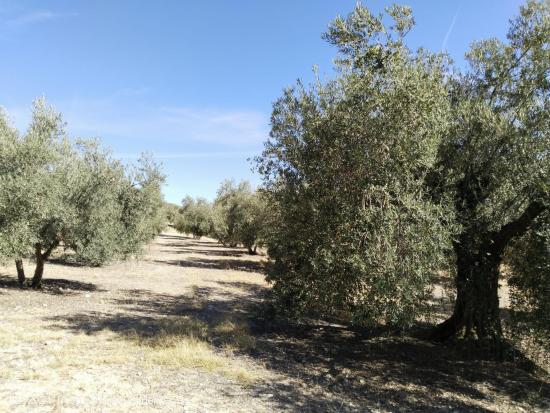 ¡SE VENDE FINCA RÚSTICA DE OLIVAR EN LA COMARCA DE ANTEQUERA! - MALAGA