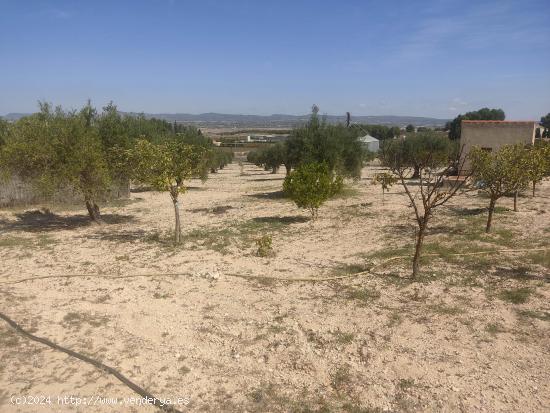 PARCELA DE 16.000 M2 CON UNA UBICACION PRIVILIAGIADA - ALBACETE