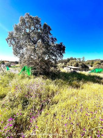 VENTA DE TERRENO EN CASTIBLANCO DE LOS ARROYOS - SEVILLA