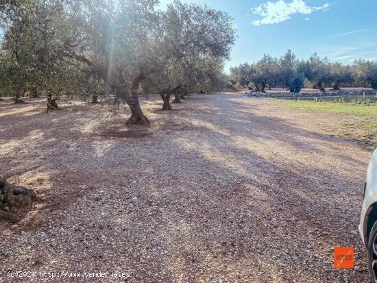 FINCA RUSTICA CON CASETA EN VENTA EN SANTA BARBARA (TARRAGONA) - TARRAGONA