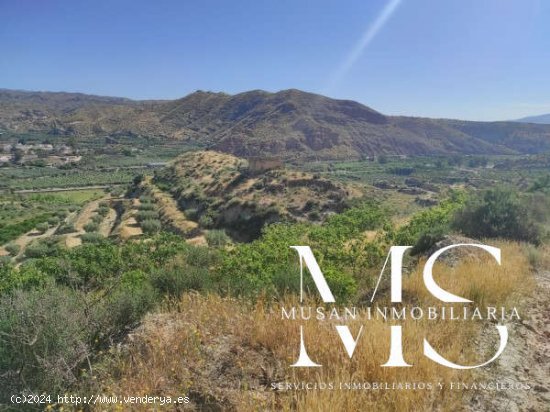 SE VENDE FINCA PARA INVERNAR EN TERQUE - Terque