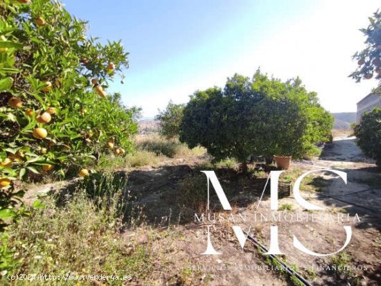 SE VENDE FINCA PARA INVERNAR EN TERQUE - Terque