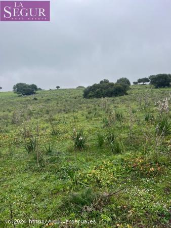 MAGNÍFICA FINCA EN MANZANETE (BARBATE) - CADIZ