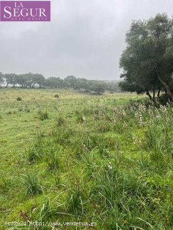 MAGNÍFICA FINCA EN MANZANETE (BARBATE) - CADIZ