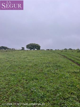 MAGNÍFICA FINCA EN MANZANETE (BARBATE) - CADIZ