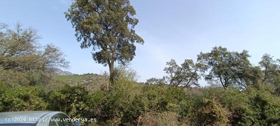 GRAN TERRENO EDIFICABLE ENTRE CAMPINS Y GUALBA RODEADA DE NATURALEZA - BARCELONA