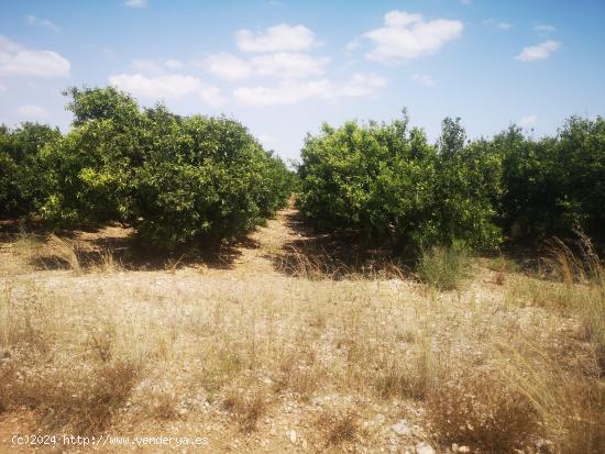 FINCA DE NARANJOS CON POZO PROPIO - CASTELLON