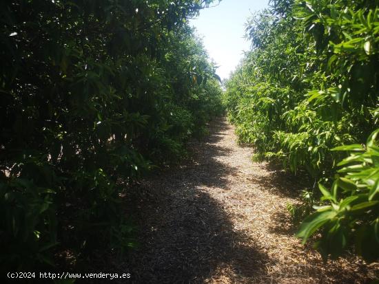 FINCA DE NARANJOS CON POZO PROPIO - CASTELLON