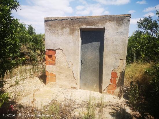 FINCA DE NARANJOS CON POZO PROPIO - CASTELLON