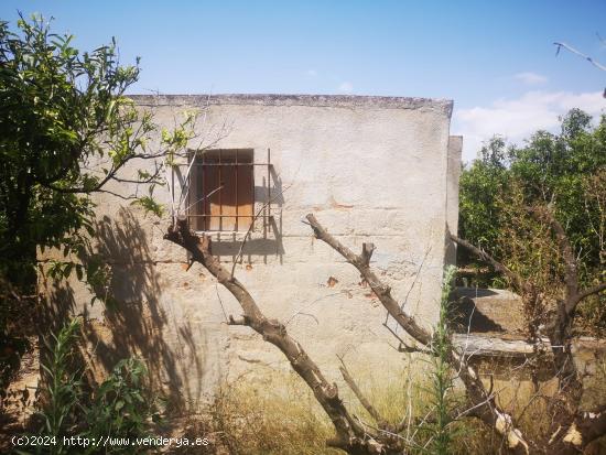 FINCA DE NARANJOS CON POZO PROPIO - CASTELLON