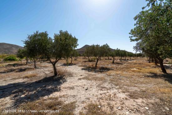 Finca de 18 Hectáreas en Tabernas - ALMERIA