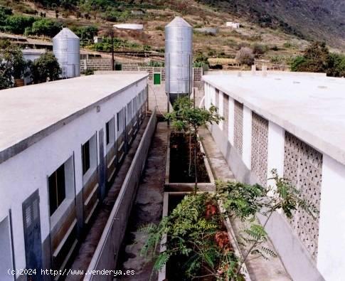 Venta de Granja Porcina en Buenavista del Norte - SANTA CRUZ DE TENERIFE