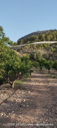 Finca Rústica en Venta en Bolulla: Encanto Natural y Productividad - ALICANTE