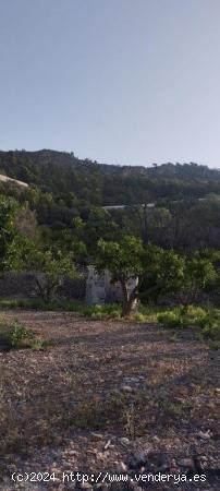 Finca Rústica en Venta en Bolulla: Encanto Natural y Productividad - ALICANTE