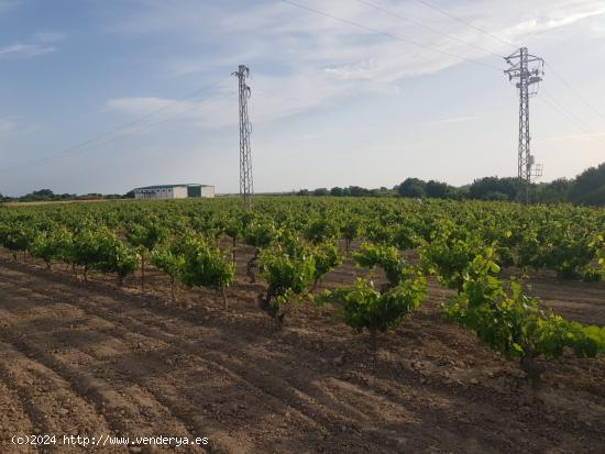 PRECIOSO VIÑEDO DE 35.000M - CADIZ