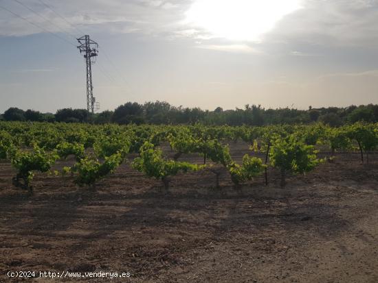 PRECIOSO VIÑEDO DE 35.000M - CADIZ