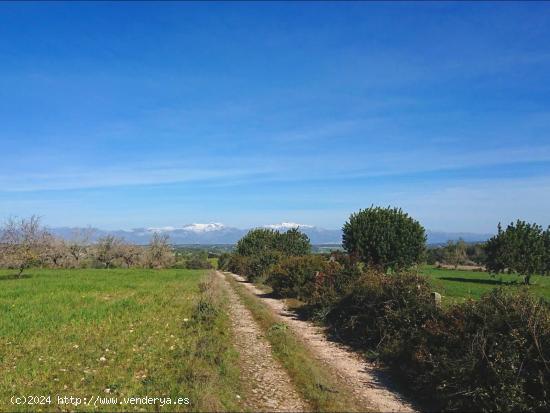 Gran masía de 2.000 m² para restaurar con 55 Ha de terreno en Algaida - BALEARES